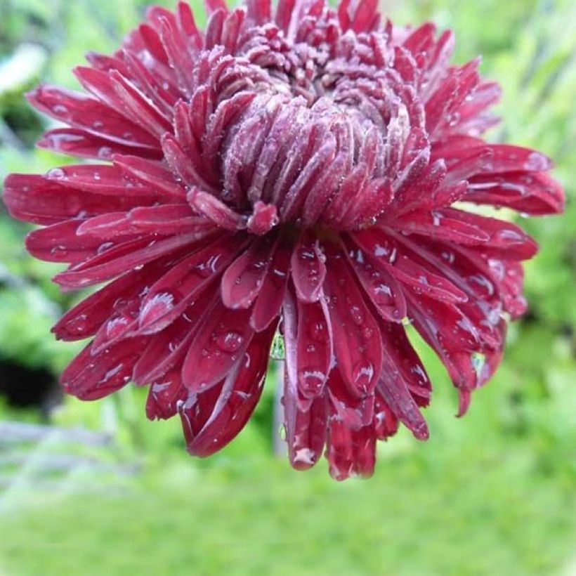 Chrysanthème des jardins Cedie Mason - Chrysanthemum (x) indicum (Flowering)