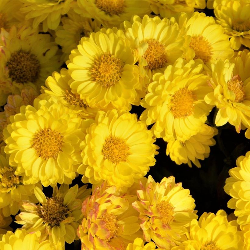 Chrysanthème des jardins Goldmarianne - Chrysanthemum indicum (Flowering)