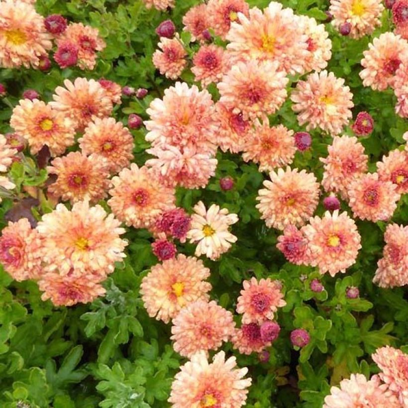 Chrysanthème des jardins Herbstbrokat - Chrysanthemum (x) indicum (Flowering)