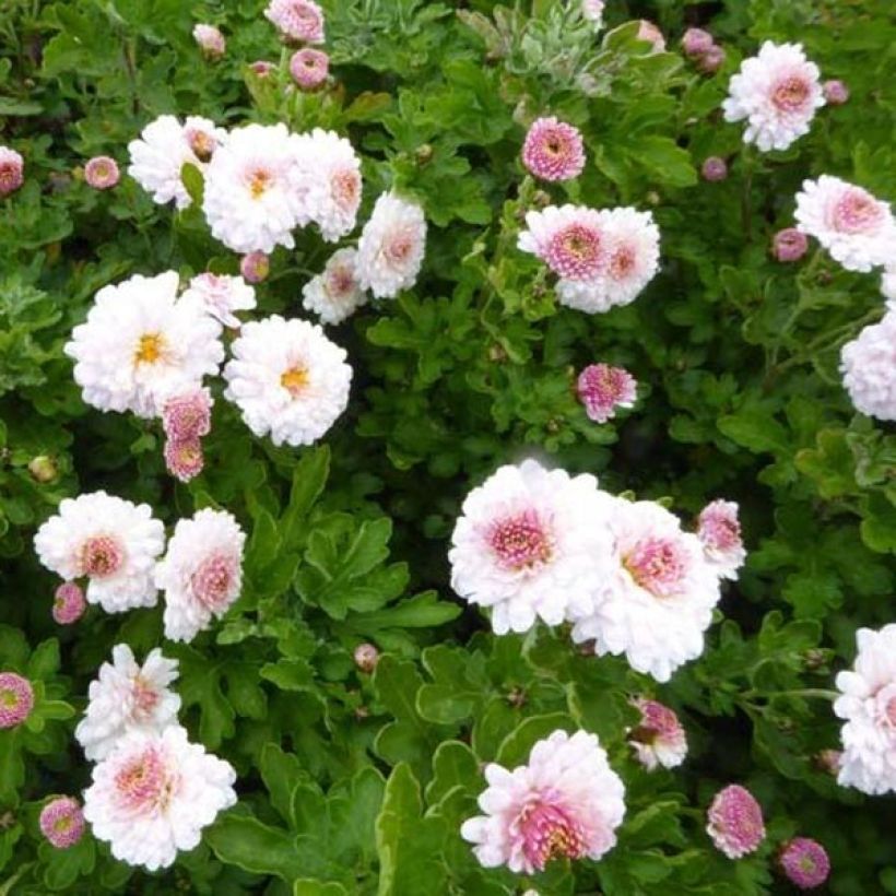Chrysanthème des jardins Julia - Chrysanthemum (x) indicum (Foliage)