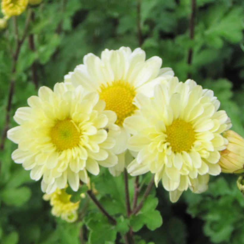 Chrysanthème indicum Poésie - Marguerite d'automne (Flowering)