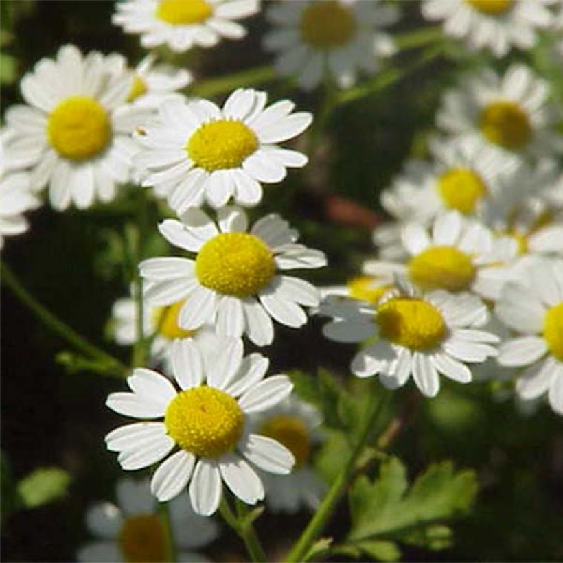 Chrysanthemum parthenium Aureum - Marguerite (Flowering)