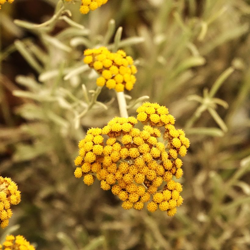 Chrysocephalum apiculatum Korma - Immortelle  (Flowering)