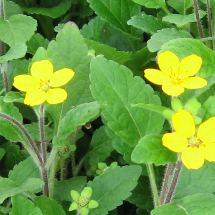 Chrysogonum virginianum - Genou doré (Flowering)