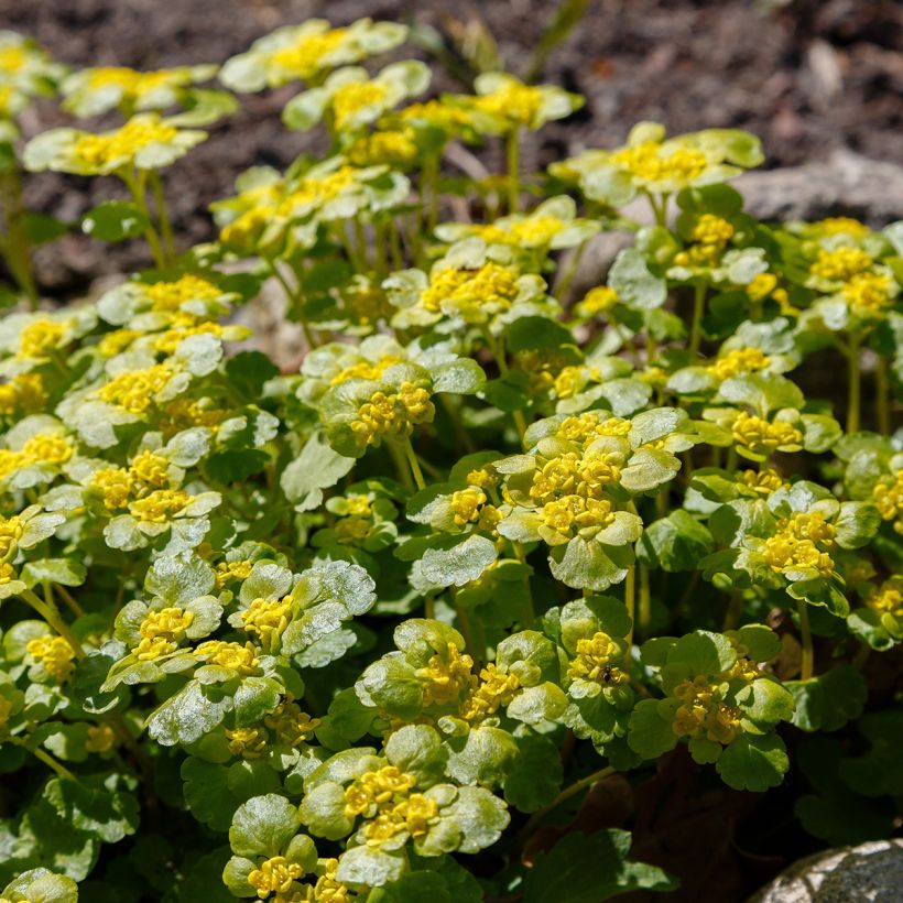 Chrysosplenium alternifolium - Dorine à feuilles alternes, Cresson doré, Cresson de rocher (Plant habit)