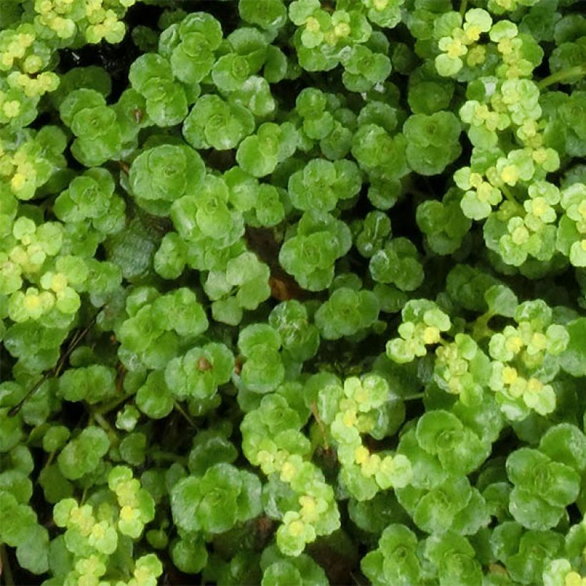 Chrysosplenium oppositifolium, Dorine (Foliage)