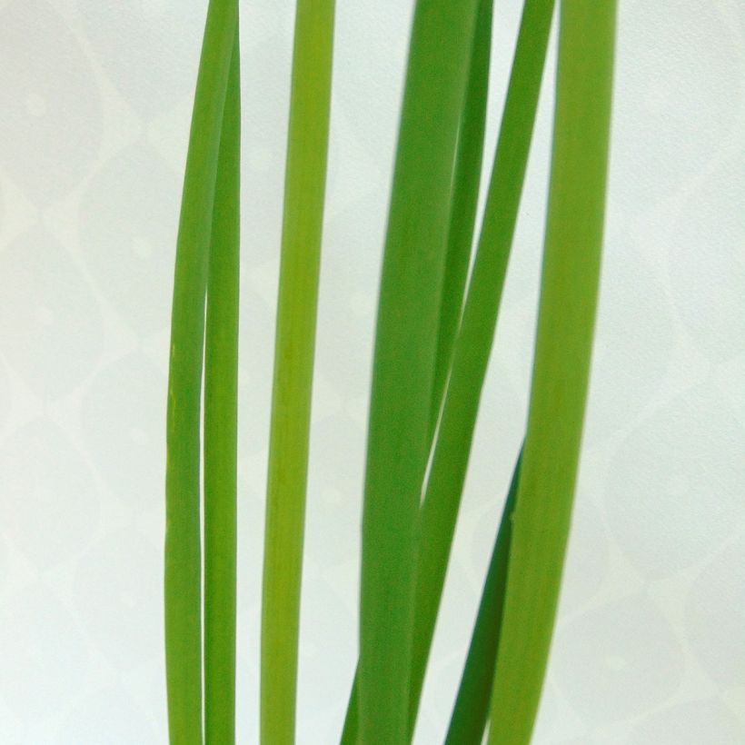 Ciboule - Civette BIO (Foliage)