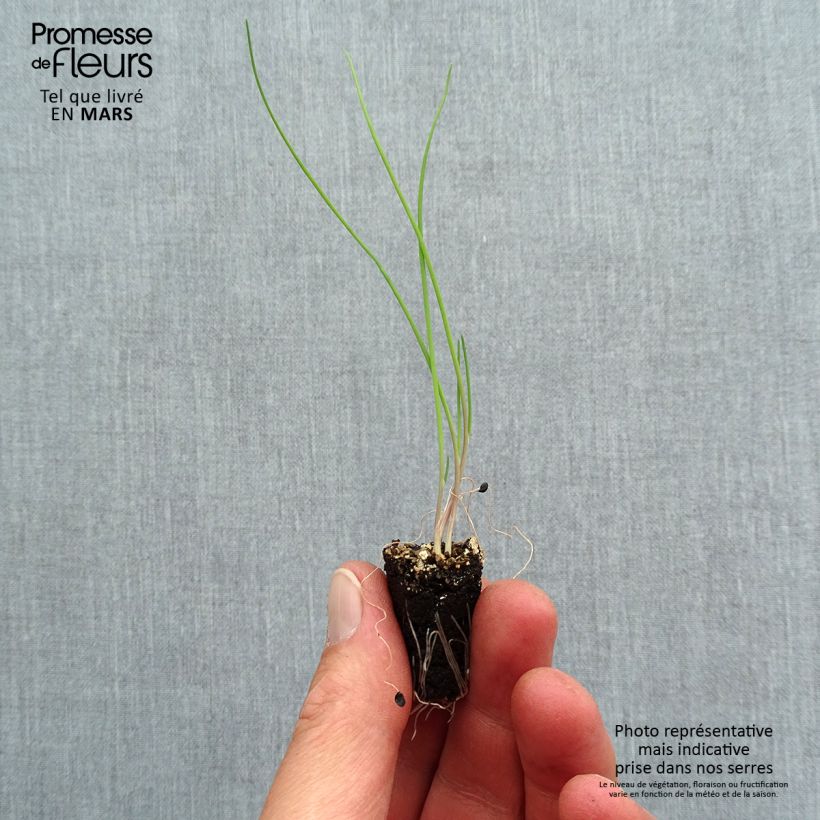 Example of Ciboule commune rouge en plants Mini-motte Ø 1,5/2,5 cm as you get in printemps