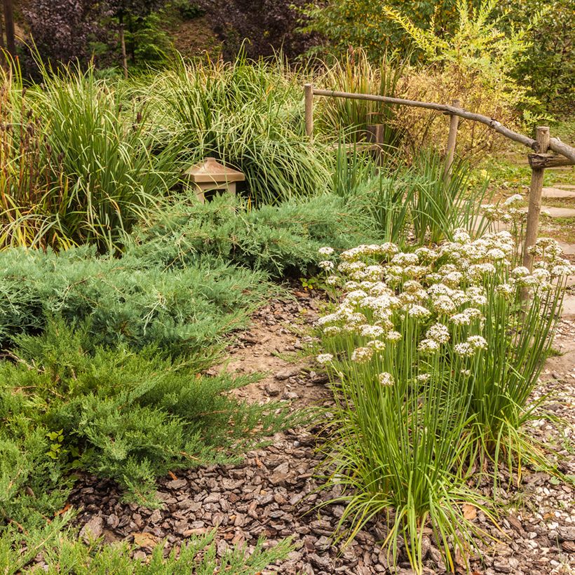 Ail odorant - Allium ramosum (Plant habit)