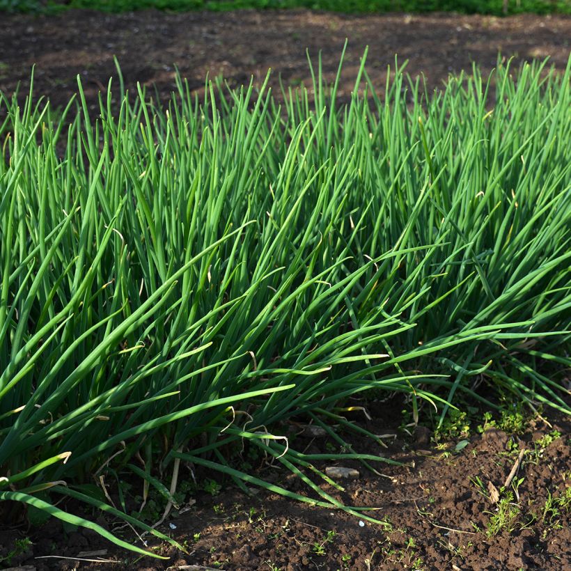 Ciboulette Appétits (Plant habit)