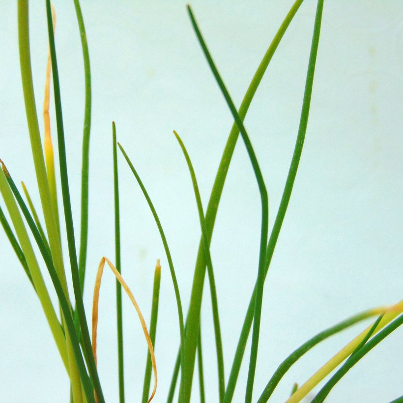 Ciboulette - Civette (Foliage)