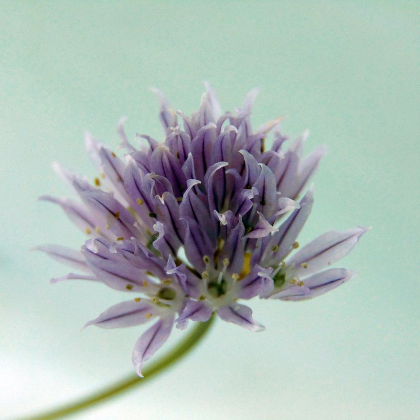 Ciboulette - Civette (Flowering)