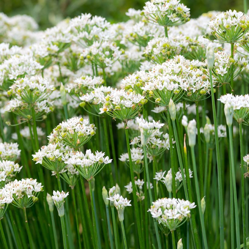Ciboulette de Chine BIO (Flowering)