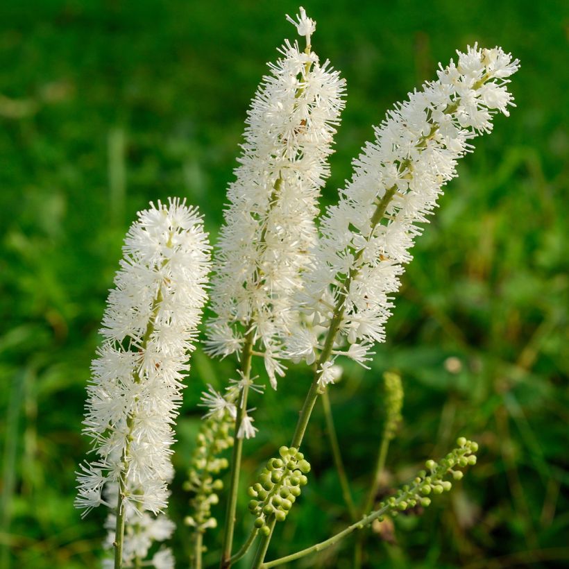 Cierge d'argent - Cimicifuga (Actaea) arizonica (Flowering)