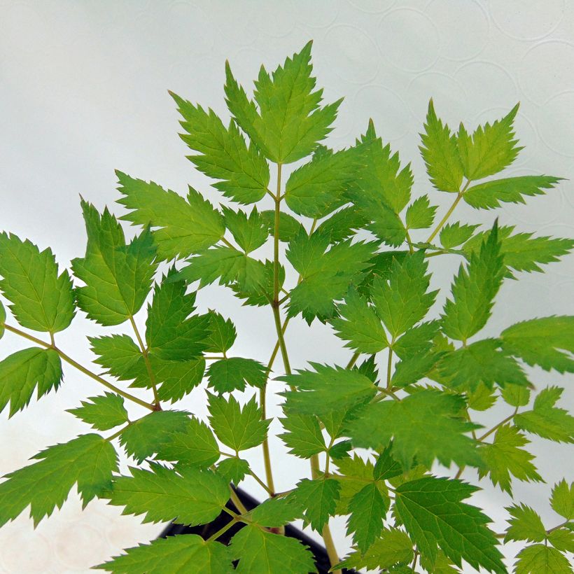 Cimicifuga racemosa - Cierge d'argent (Foliage)