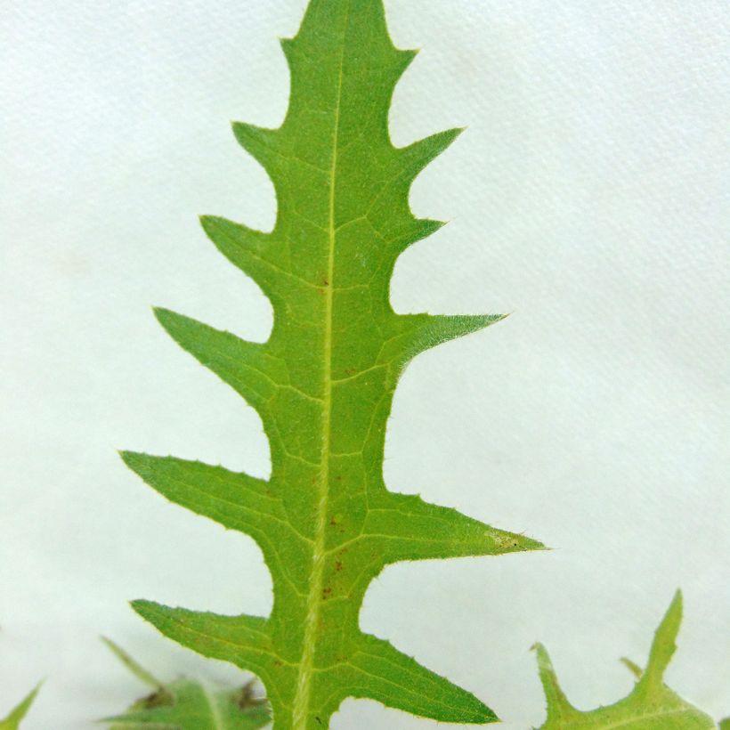Cirsium rivulare Atropurpureum - Cirse des rives (Foliage)