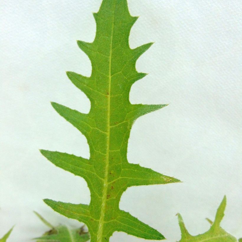 Cirsium rivulare Frosted Magic - Cirse des rives (Foliage)