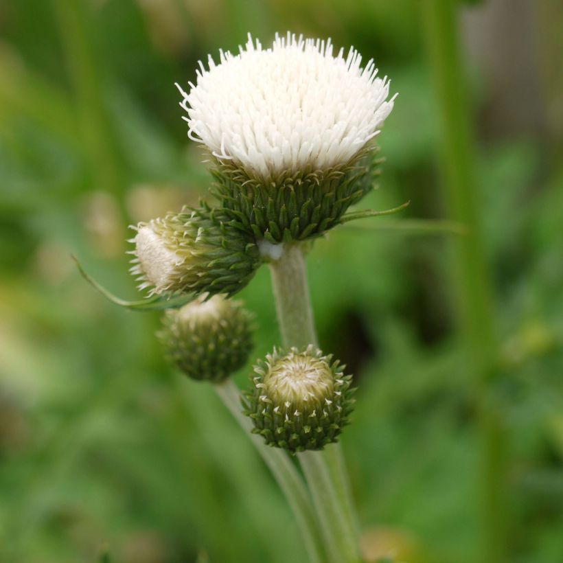 Cirsium rivulare Frosted Magic - Cirse des rives (Flowering)