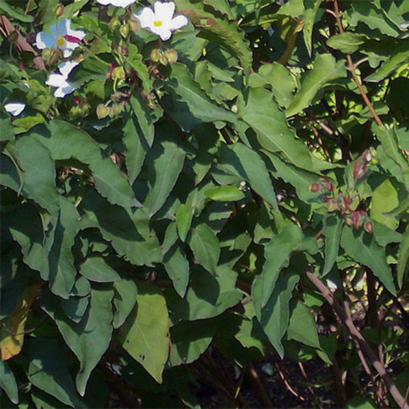 Cistus populifolius - Ciste à feuilles de peuplier (Foliage)