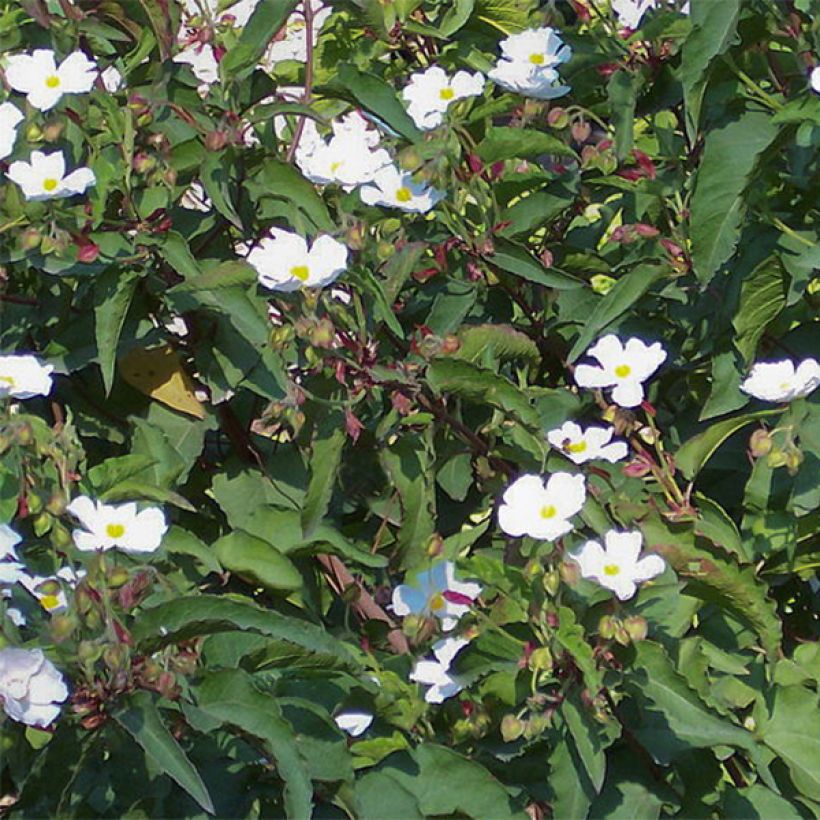Cistus populifolius - Ciste à feuilles de peuplier (Flowering)