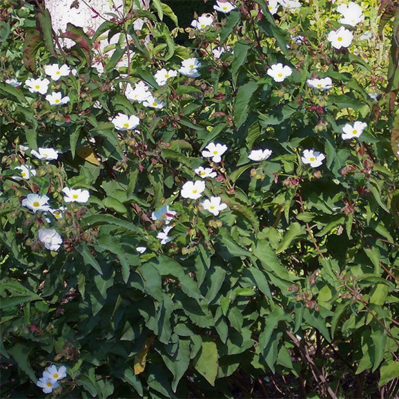 Cistus populifolius - Ciste à feuilles de peuplier (Plant habit)