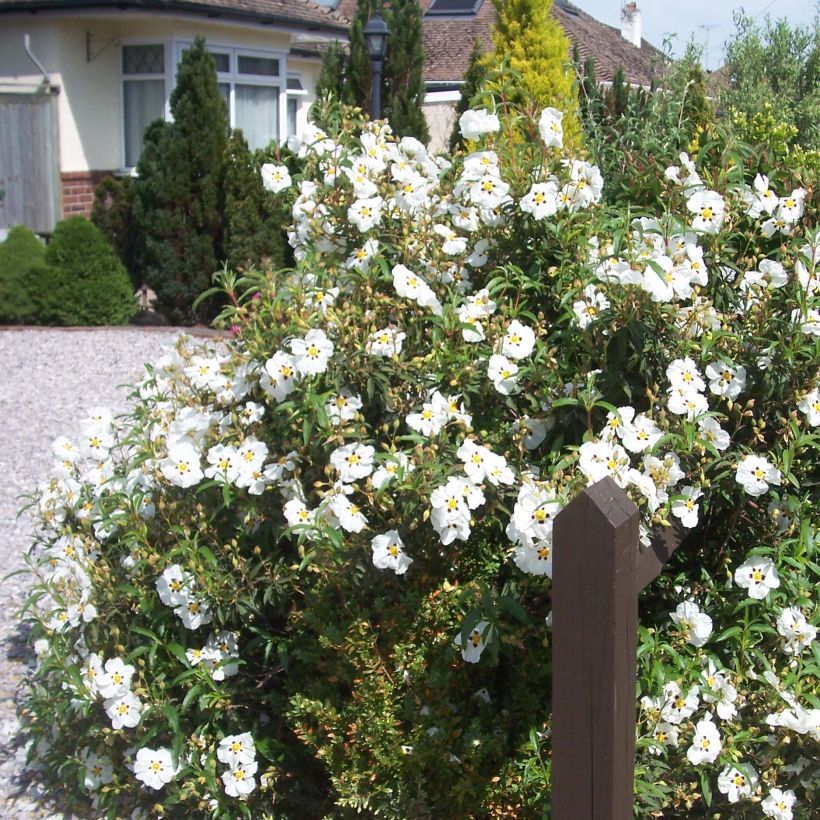 Cistus Alan Fradd - Ciste pourpre à fleurs blanches. (Plant habit)