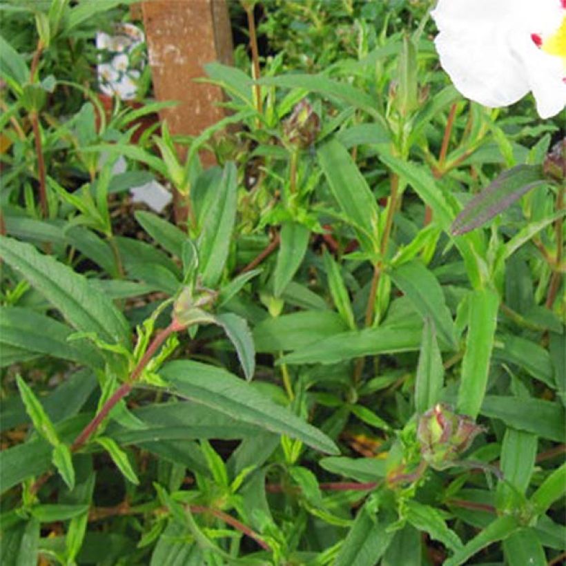Cistus (x) loretii - Ciste à feuilles étroites (Foliage)