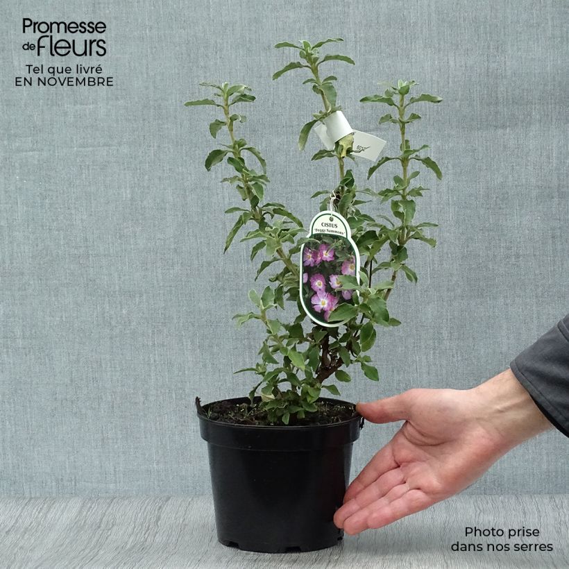 Example of Cistus argenteus Peggy Sammons - Ciste hybride Pot de 2L/3L as you get in automne