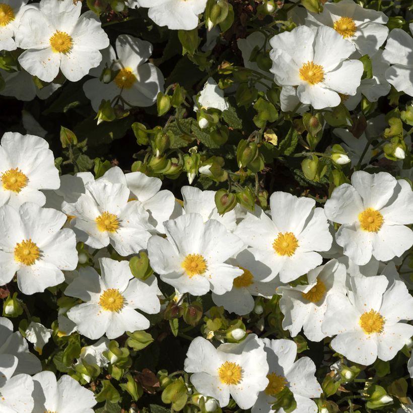 Cistus corbariensis - Ciste des Corbières (Flowering)