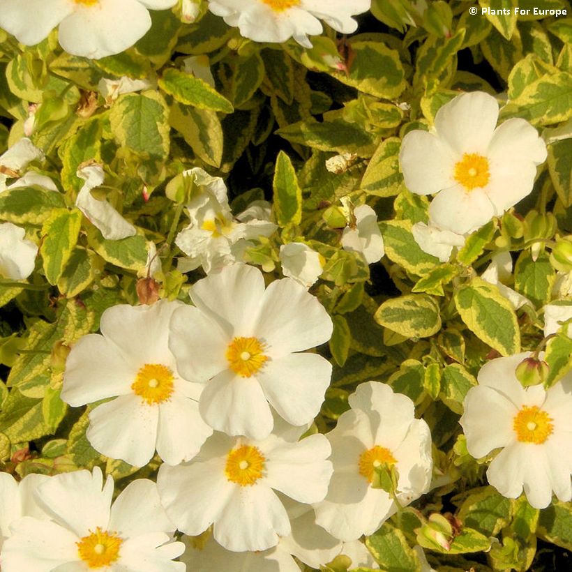 Cistus corbariensis Little Miss Sunshine - Ciste des Corbières (Flowering)