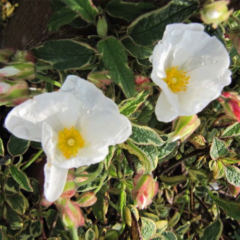 Cistus corbariensis Rospico - Ciste des Corbières panaché. (Flowering)