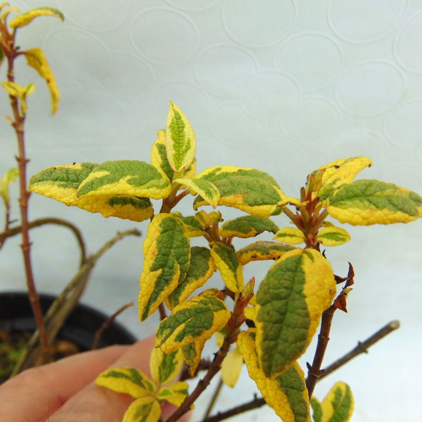 Cistus corbariensis Rospico - Ciste des Corbières panaché. (Foliage)