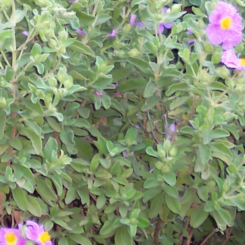 Cistus creticus - Ciste de Crète (Foliage)