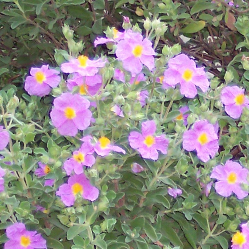 Cistus creticus - Ciste de Crète (Flowering)
