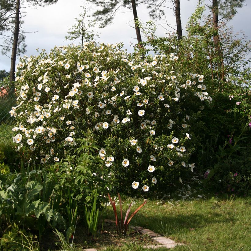 Cistus x dansereaui Jenkyn Place - Ciste hybride (Plant habit)