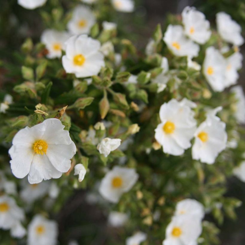 Cistus monspeliensis - Ciste de Montpellier (Flowering)