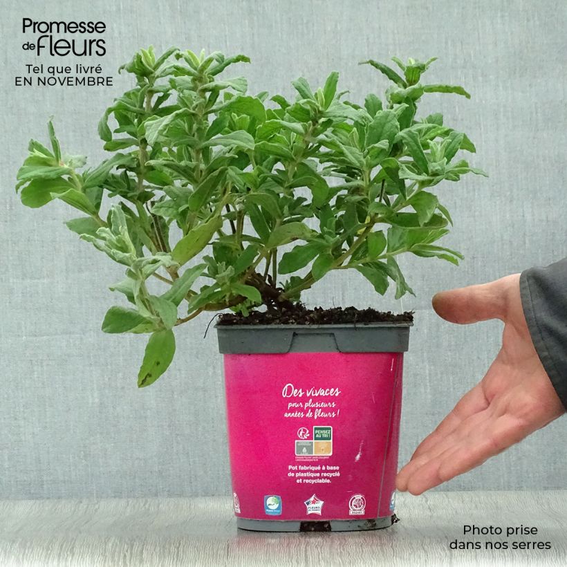 Example of Cistus pulverulentus - Ciste pulvérulent Pot de 2L/3L as you get in automne