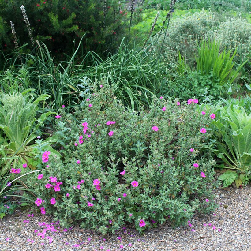 Cistus pulverulentus - Ciste pulvérulent (Plant habit)