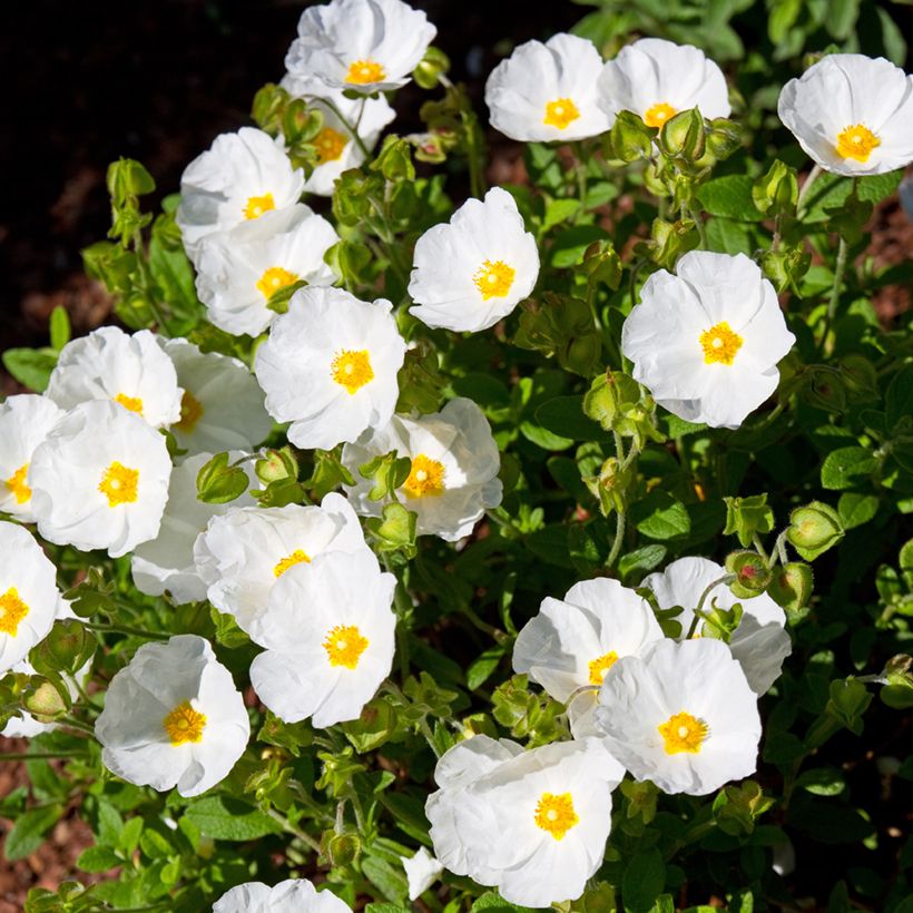 Cistus salviifolius - Ciste à feuilles de sauge (Plant habit)