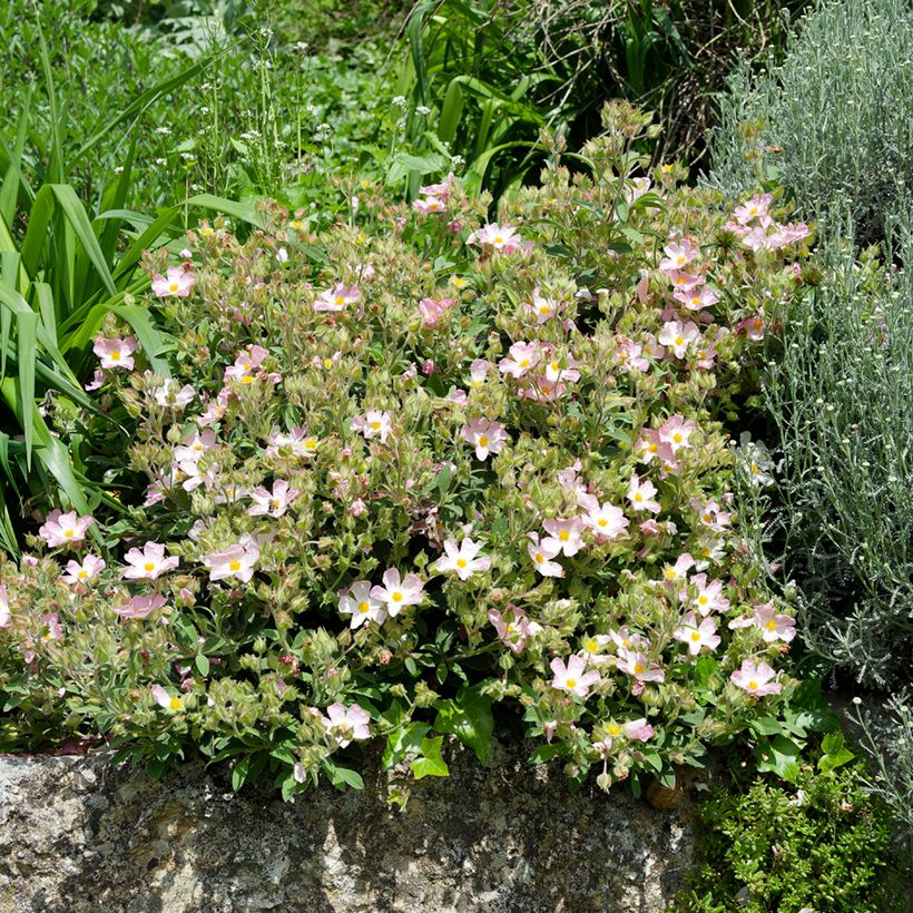 Cistus Grayswood Pink - Ciste hybride (Plant habit)