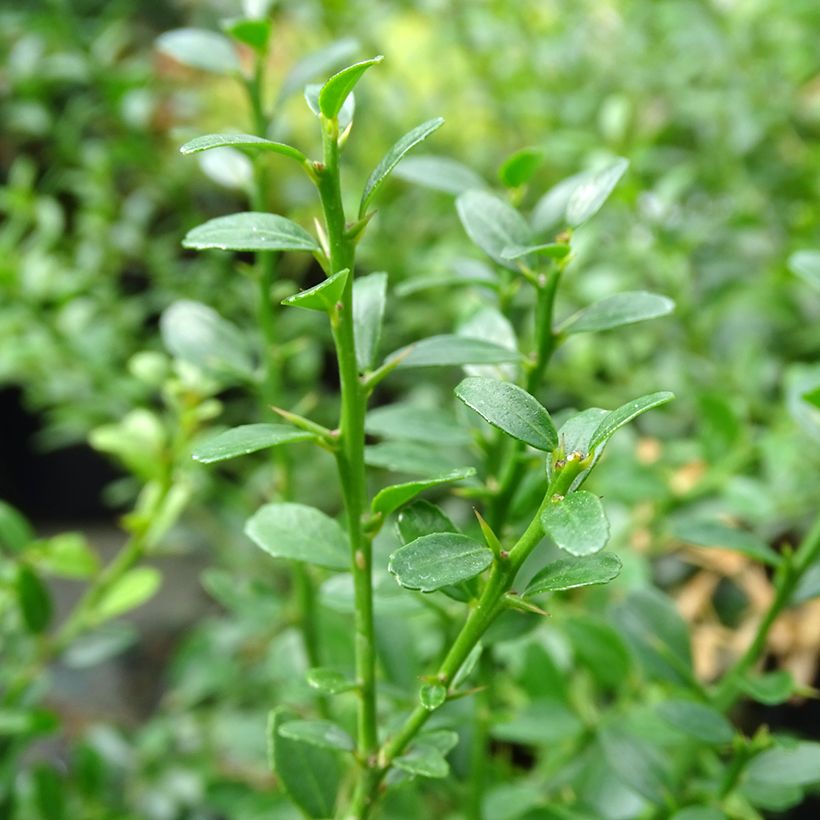 Citron caviar - Microcitrus australasica (Foliage)