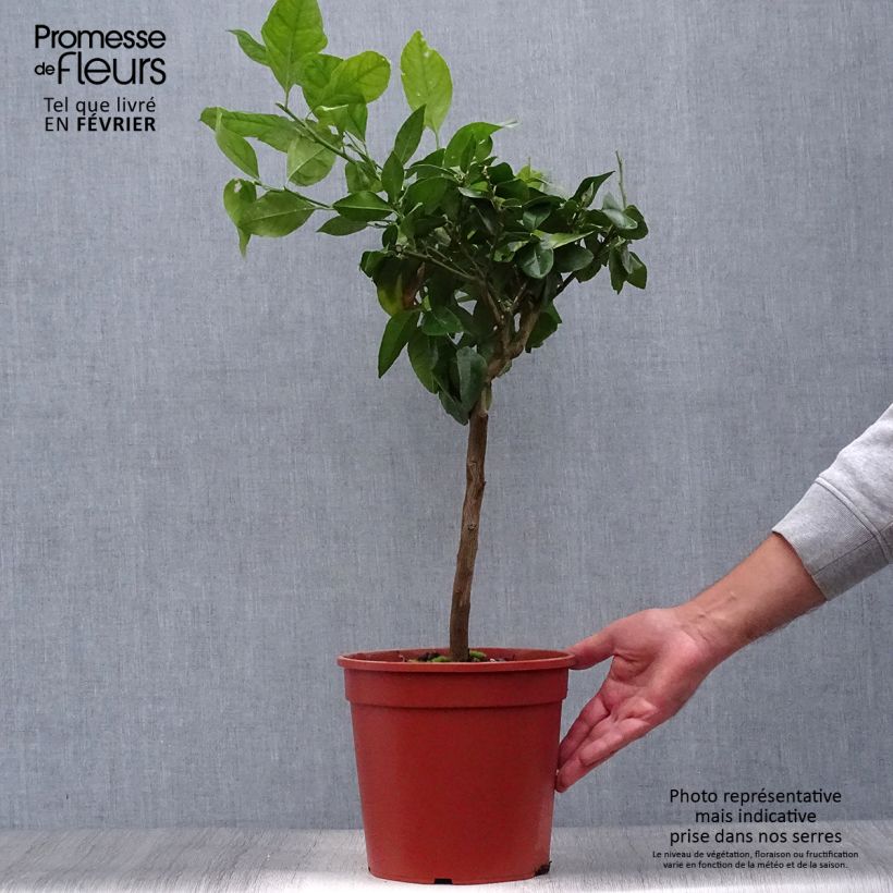 Example of Citron rouge - Citrus Volkameriana ou Rangpur Pot de 4L/5L, 1/4 de tige as you get in automne