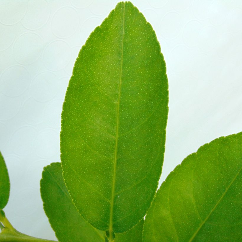 Citron vert - Citrus aurantifolia (Foliage)