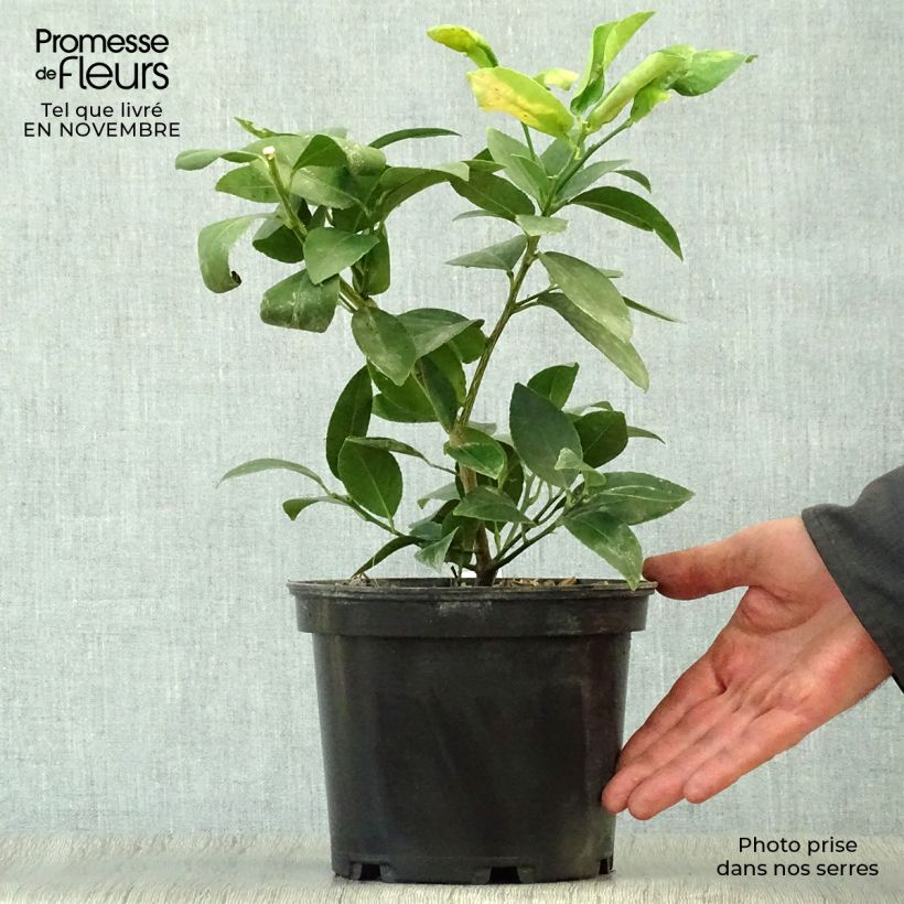 Example of Citron vert - Citrus aurantifolia Mexicana Pot de 2L/3L as you get in automne