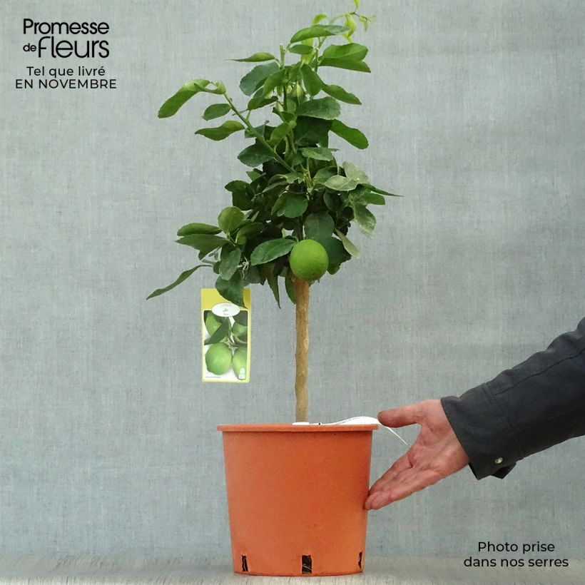 Example of Citron vert Red Lime - Citrus aurantifolia Pot de 4L/5L, 1/4 de tige as you get in automne