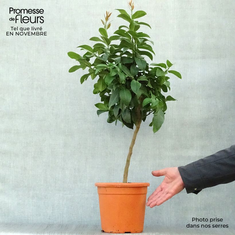 Example of Citronnier - Citrus limon Cerza Pot de 4L/5L, 1/4 de tige as you get in automne