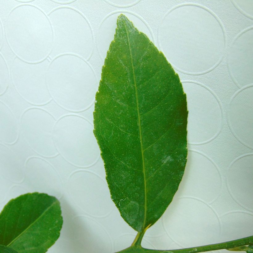 Citronnier Meyer - Citrus x meyeri (Foliage)