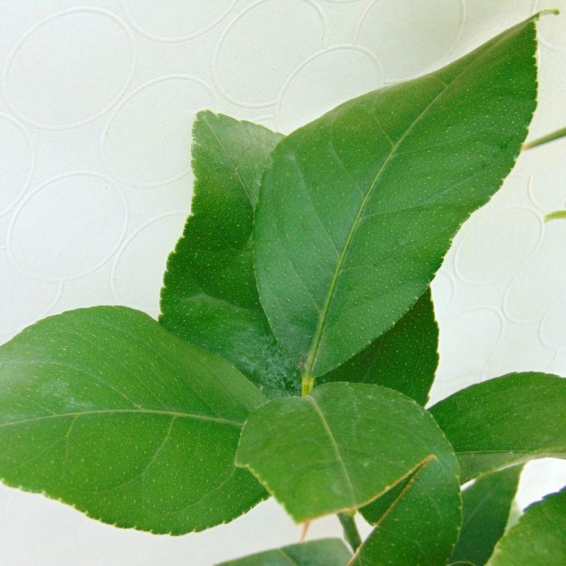 Citronnier des 4 saisons - Citrus limon (Foliage)