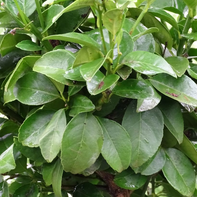 Citronnier doux - Citrus limetta Pursha (Foliage)