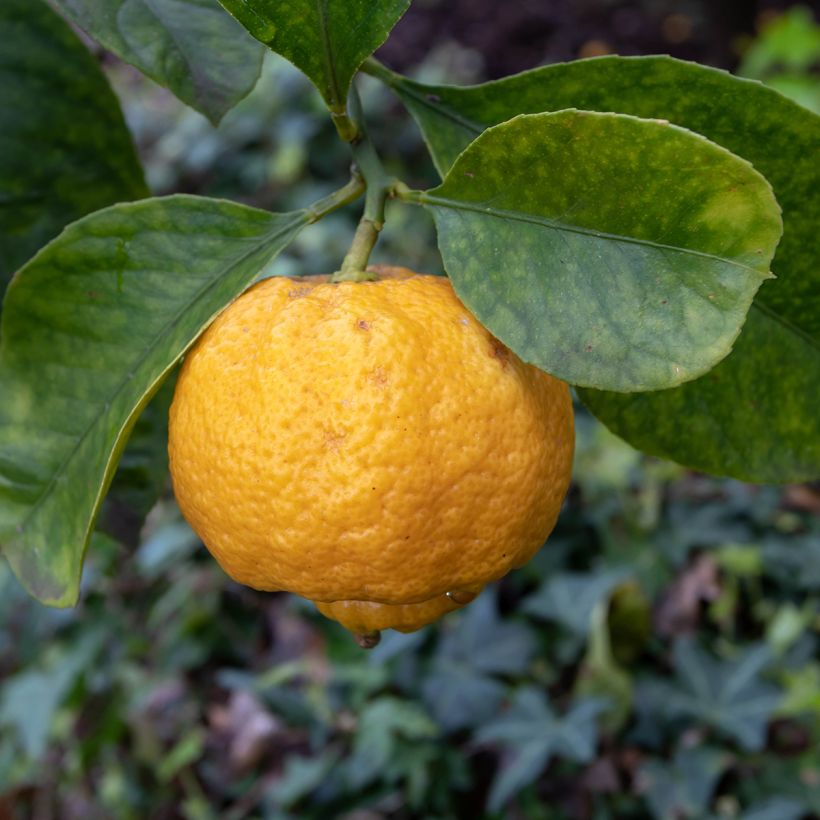 Citronnier doux - Citrus limetta Pursha (Flowering)